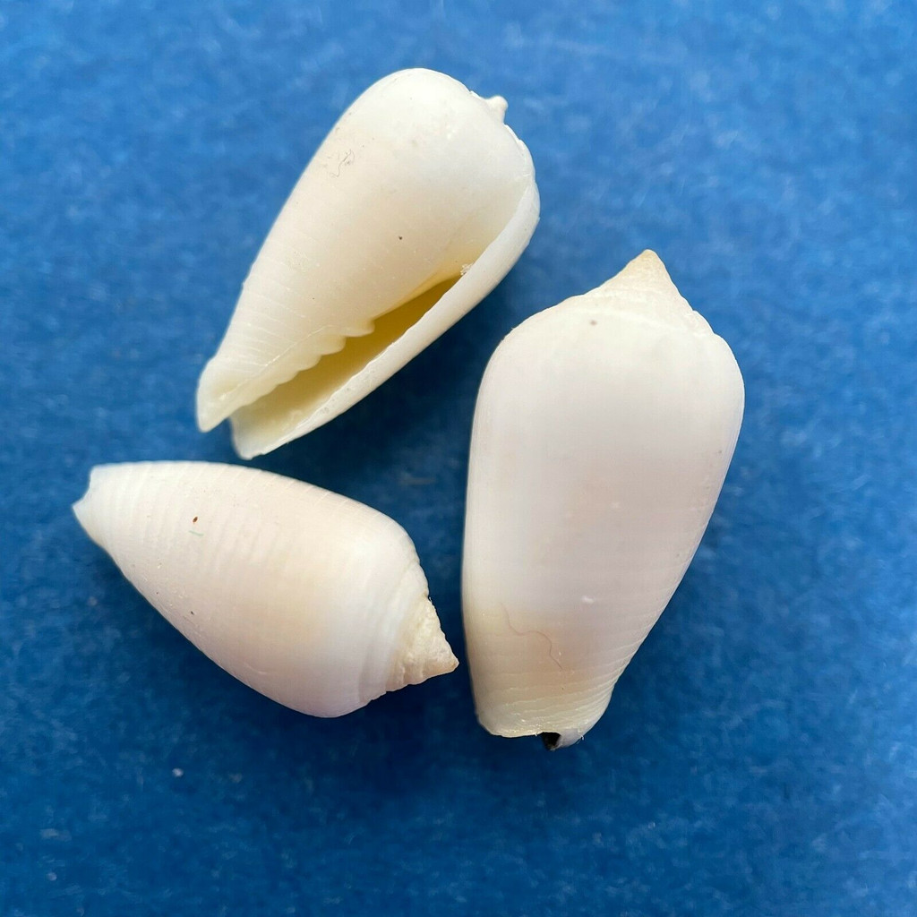 #6 Imbricaria punctata 11.5-13.8mm Palau, Carolinas