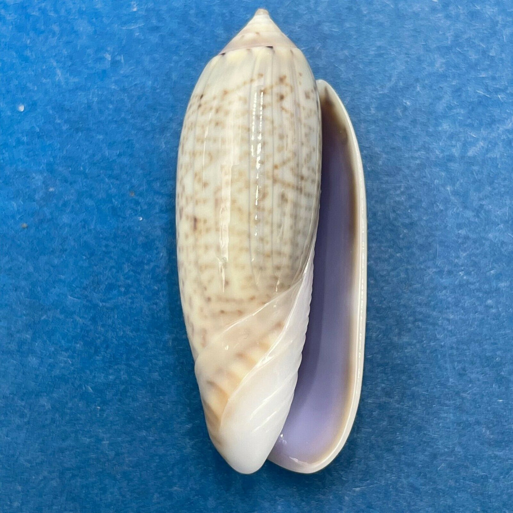 #2 Oliva ornata 32.6mm In Sand, Low Tide, Cable Beach, Broome, W. Australia