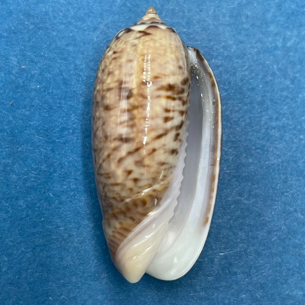 #3 Oliva spicata violacea 30mm Dredged 90' Arenas de Quebro, Panama