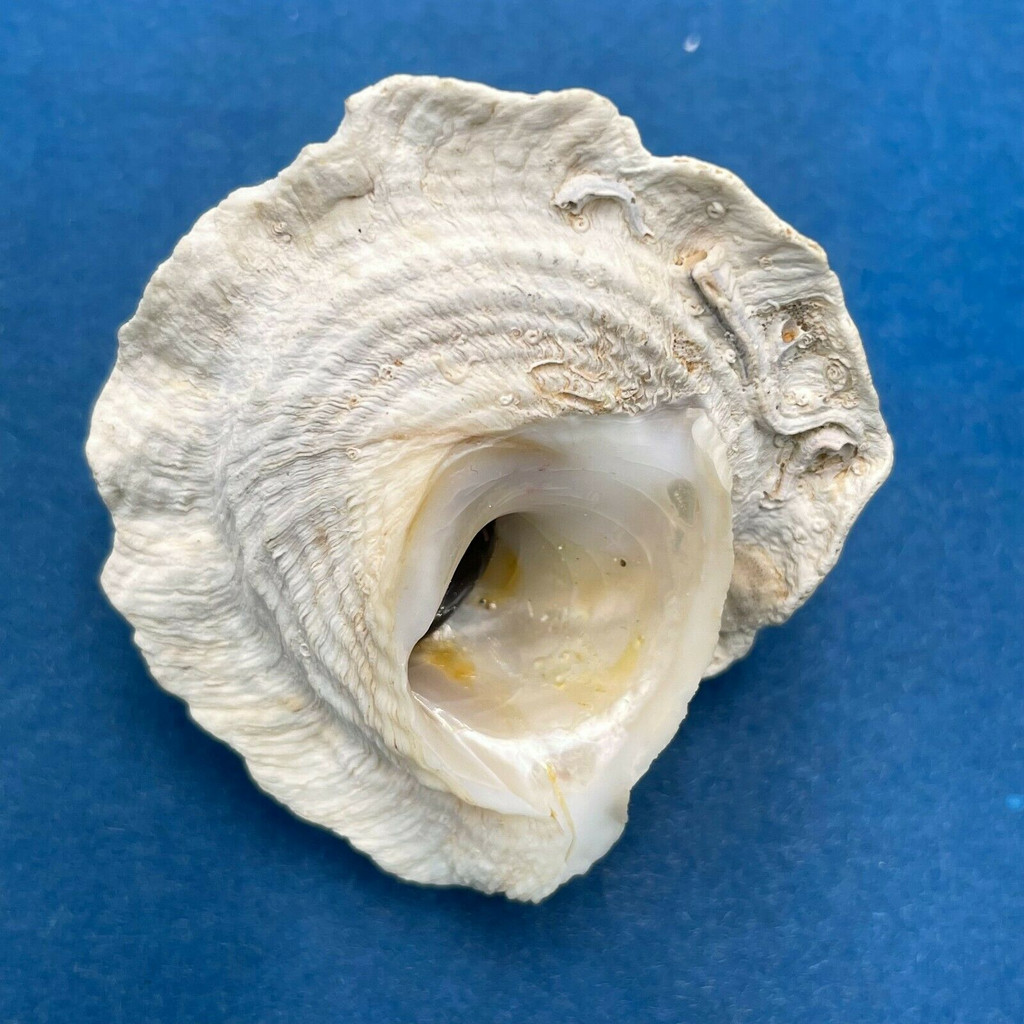 #2 Astralium pileolum 42.8mm W/O Entrance Point, Broome, W. Australia, On Rocks