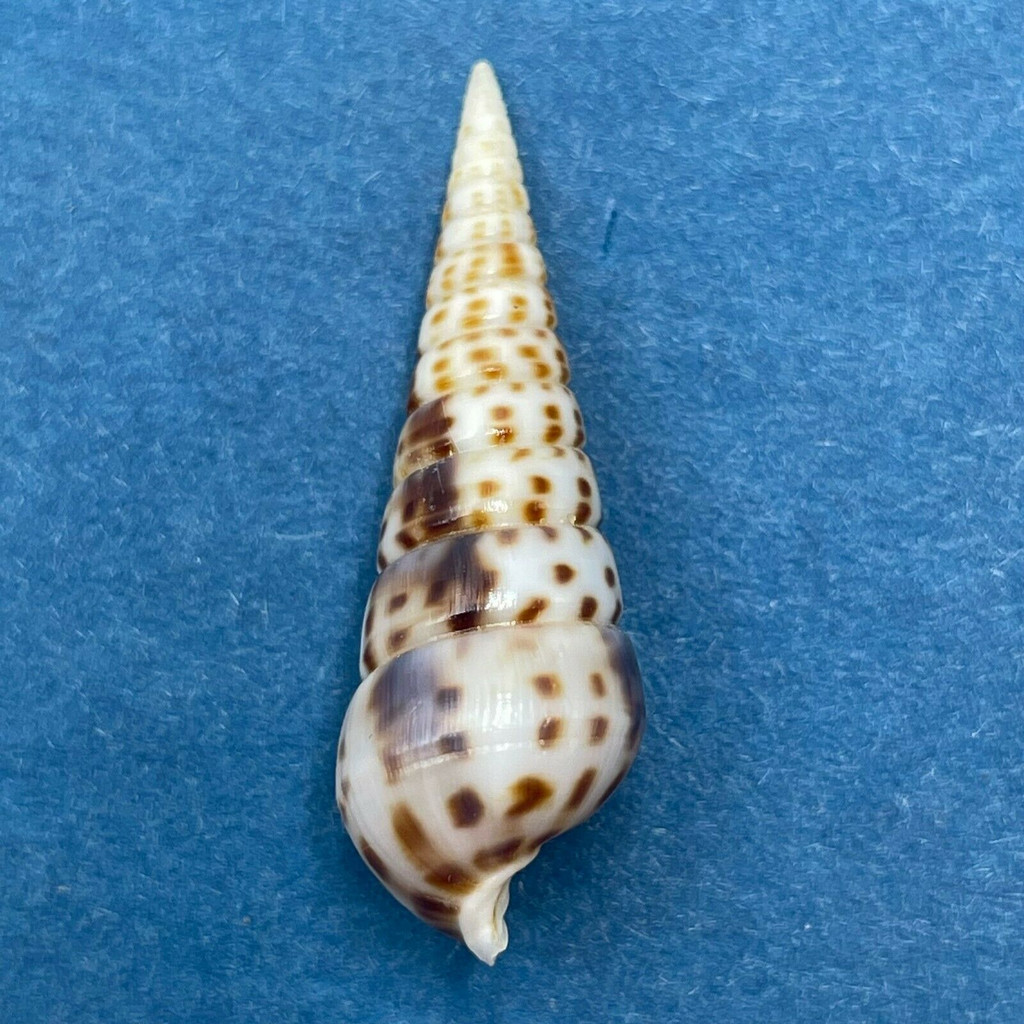 #6 Pyramidella acus 29.8mm Fernao Veloso, Nacala, Mozambique 4