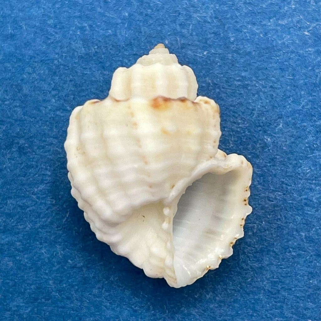 #2 Trigonostoma breve 16.5mm Dredged 60-120' Canal de Afuera, Panama