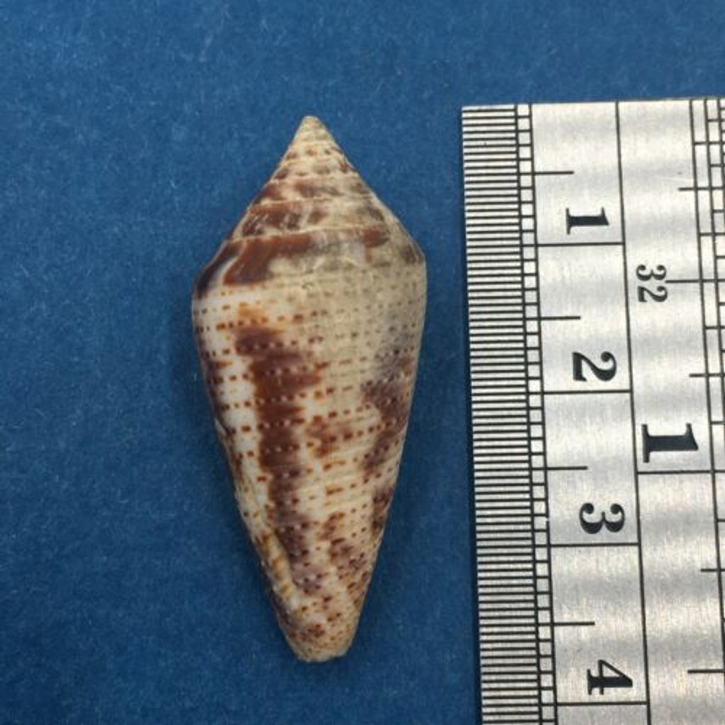 Conus (Ximeniconus) ximenes 34.1mm West Mexico