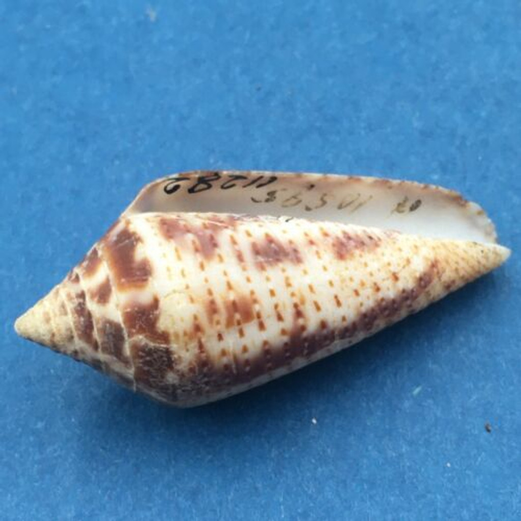 Conus (Ximeniconus) ximenes 34.1mm West Mexico