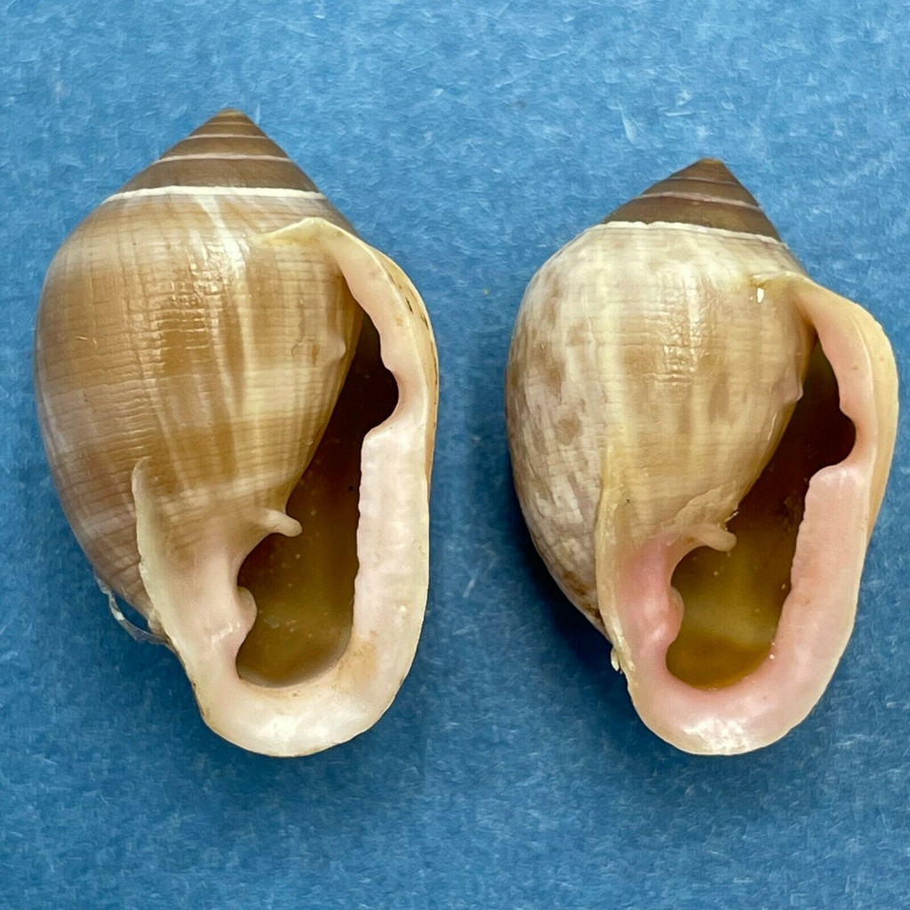 #1 Cassidula nucleus 19.7-21.2mm Great Barrier Reef, Australia Ellobiidae