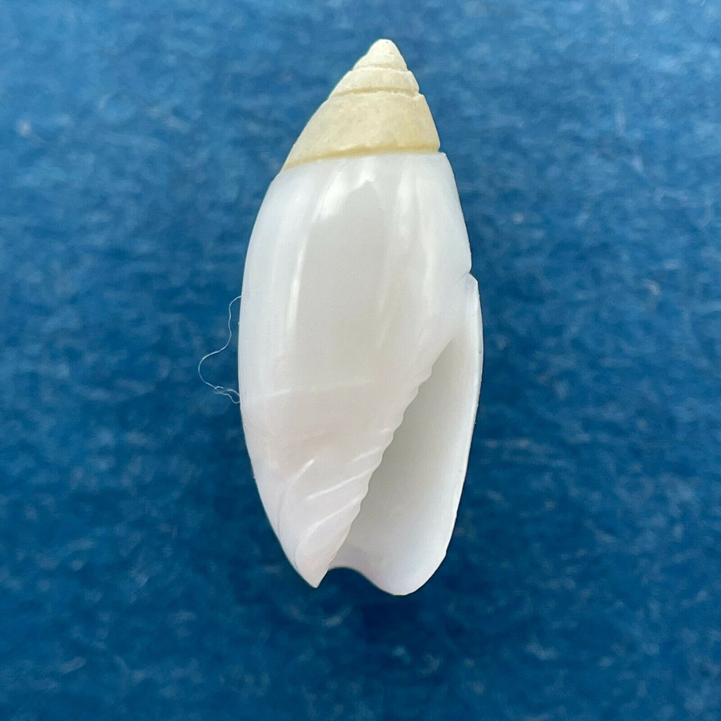 #1 Olivella petiolita 9.9mm Isla Cubagua, Venezuela, Live In Sand, Hand Dredged