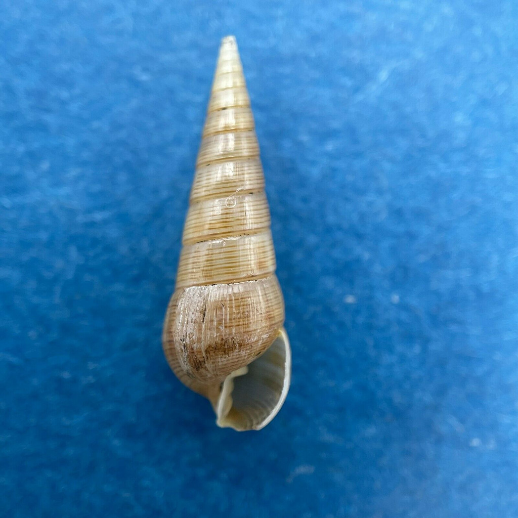 Pyramidella linearum 16.6mm Dredged 80-130' Canal de Afuera, Panama