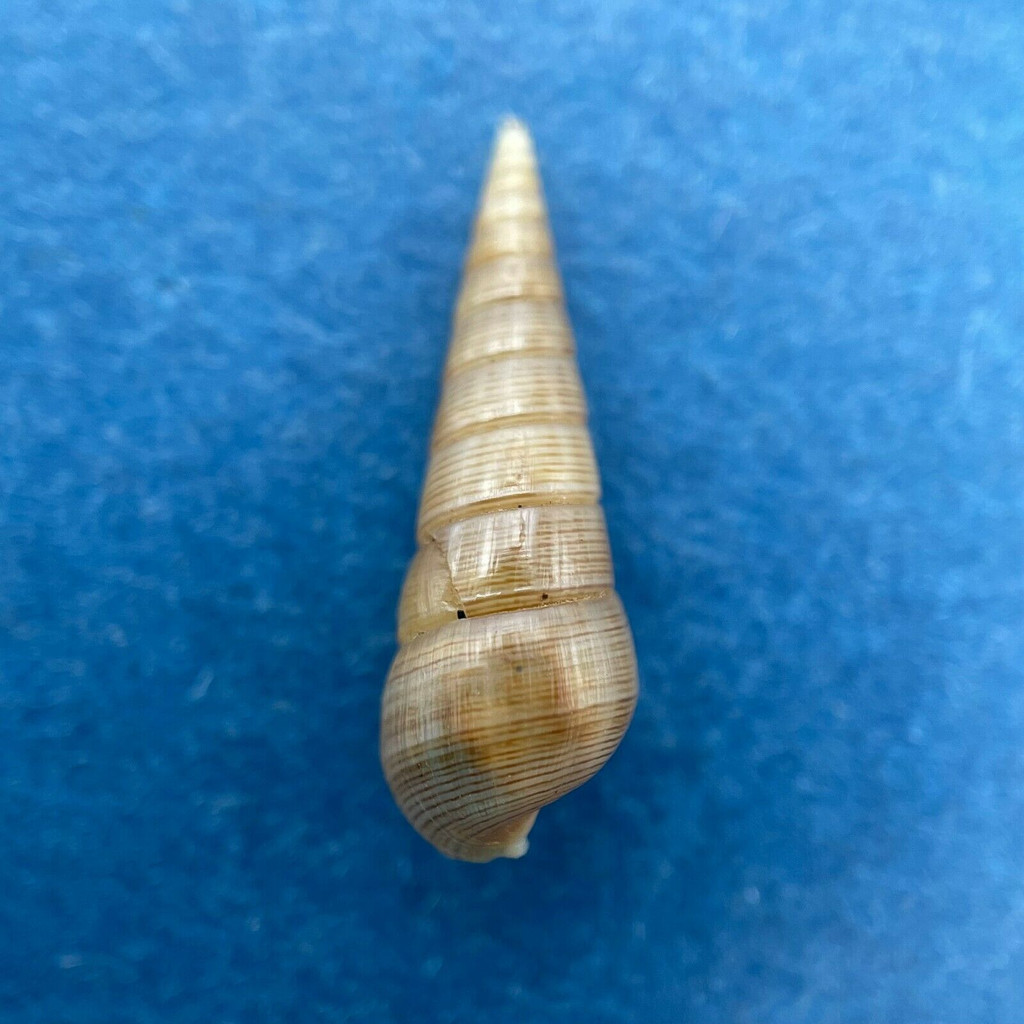 Pyramidella linearum 16.6mm Dredged 80-130' Canal de Afuera, Panama