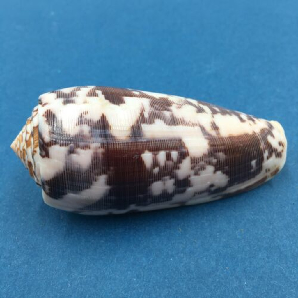 #6 Conus Striatus 75mm Santa Nina, Samar, Philippines, Night 5-10' In Rubble