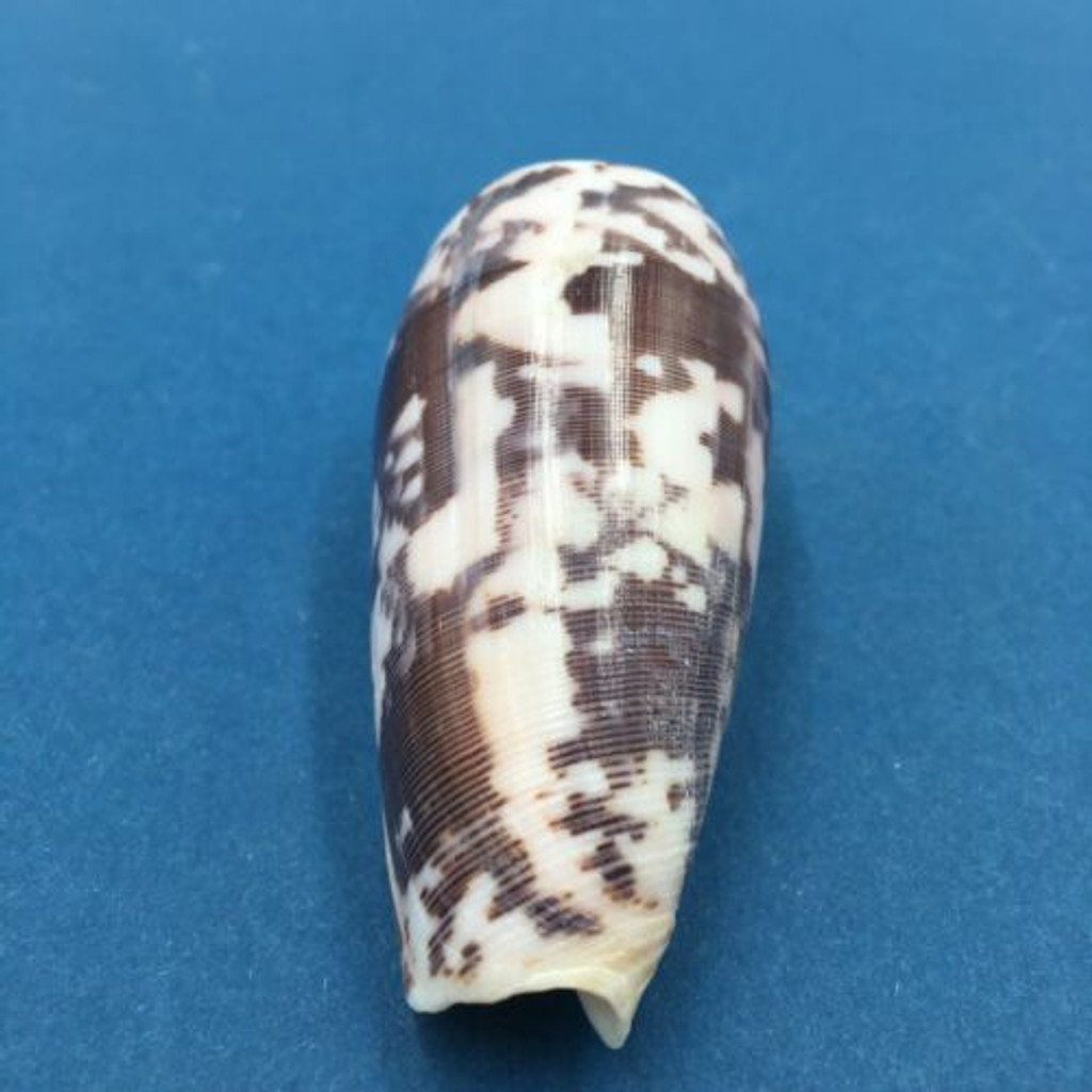 #6 Conus Striatus 75mm Santa Nina, Samar, Philippines, Night 5-10' In Rubble