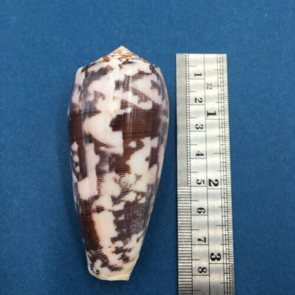 #6 Conus Striatus 75mm Santa Nina, Samar, Philippines, Night 5-10' In Rubble