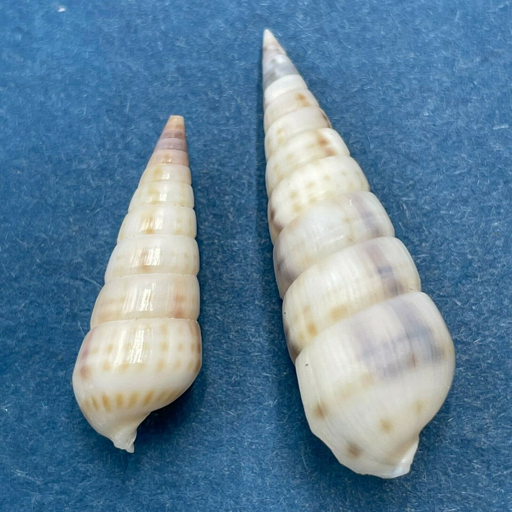 Pyramidella maculosa 20.29mm Mahaea, Toaotu Pass, French Polynesia