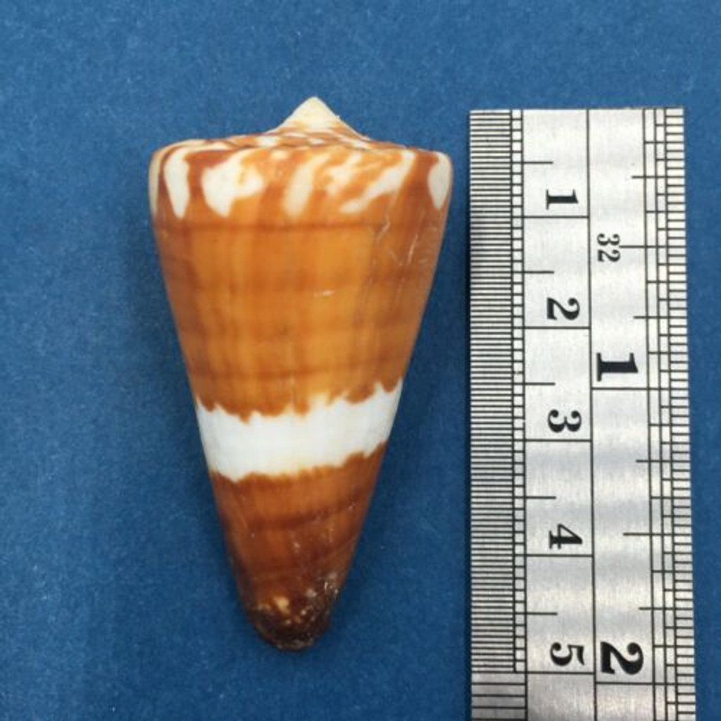 Conus litoglyphus 46.5mm Manubol, Tapul, Philippines, Scuba, 5-10m In Coral