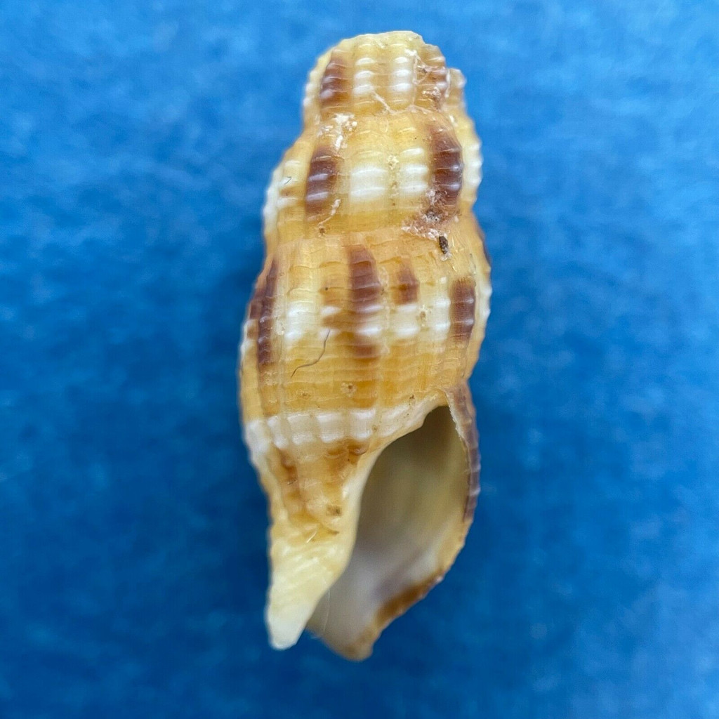 #1 Caducifer truncatus 14.5mm Erakor Island, Vanuatu Buccinidae