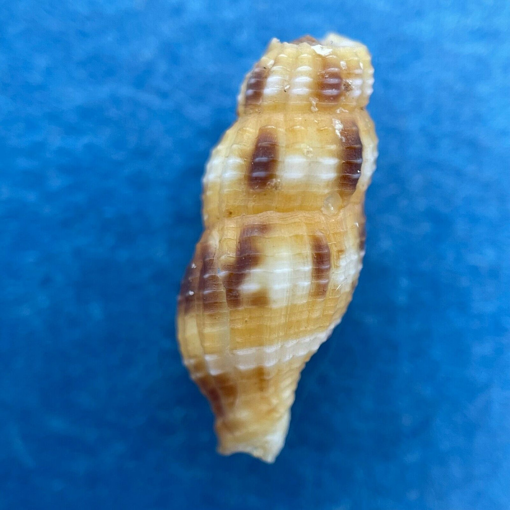 #1 Caducifer truncatus 14.5mm Erakor Island, Vanuatu Buccinidae