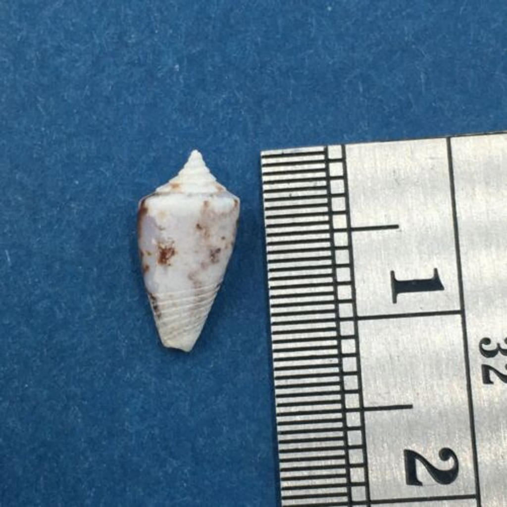 #7 Conus Ximeniconus wendrosi 11.1mm Barcadera, Aruba On Exposed Sand Bar