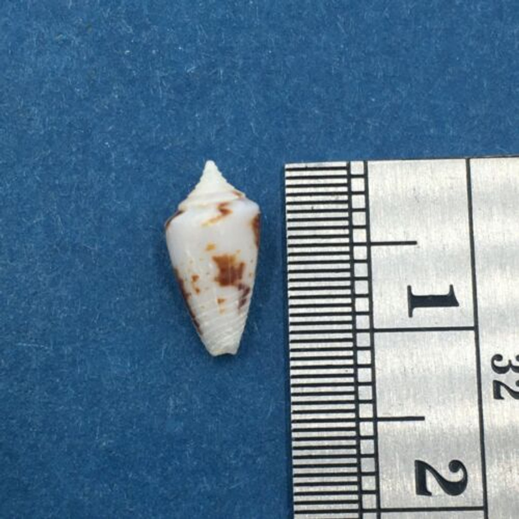 #6 Conus Ximeniconus wendrosi 11mm Barcadera, Aruba On Exposed Sand Bar