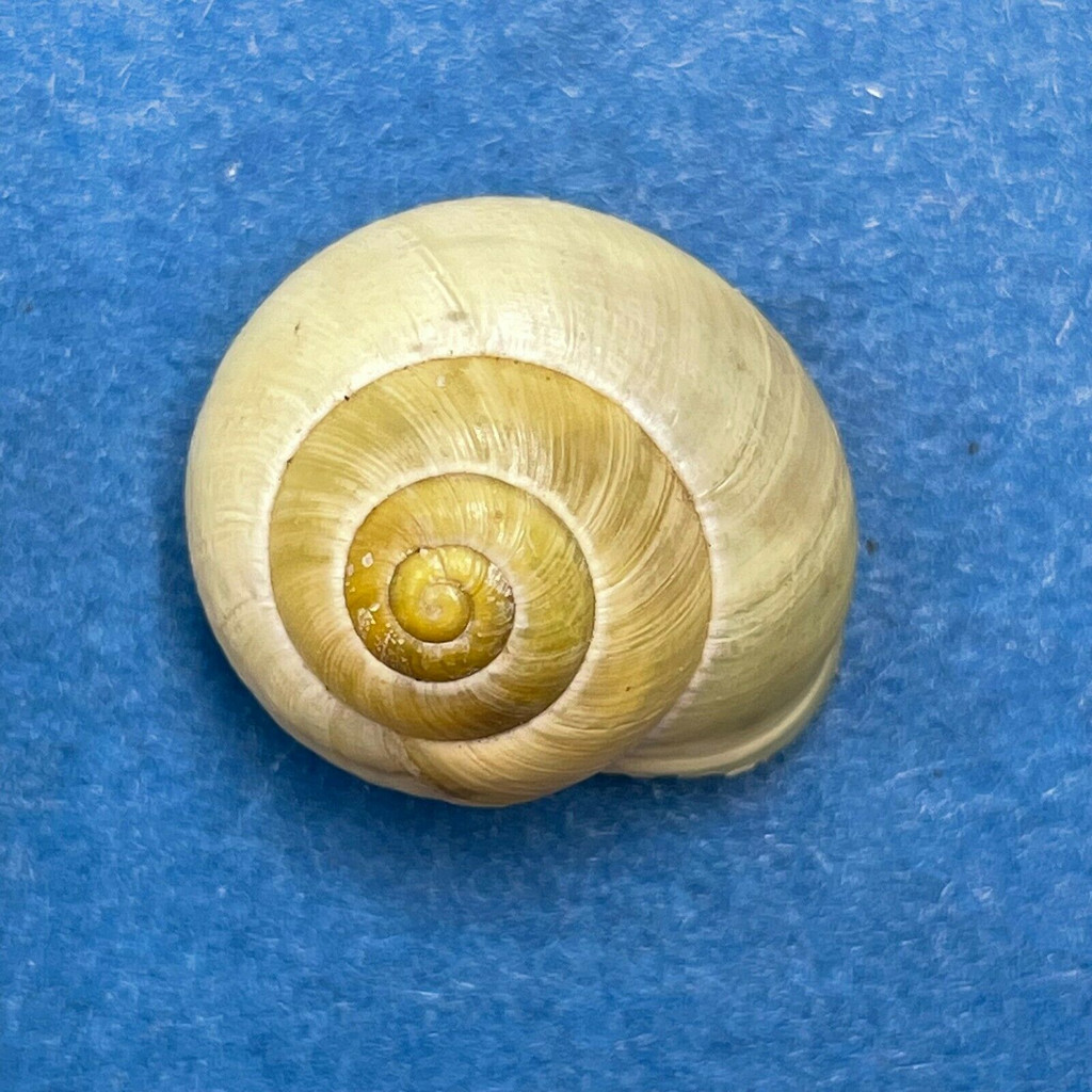 #8 Cepaea hortensis 18.5mm Solbjerg, Denmark 1971 Helicidae