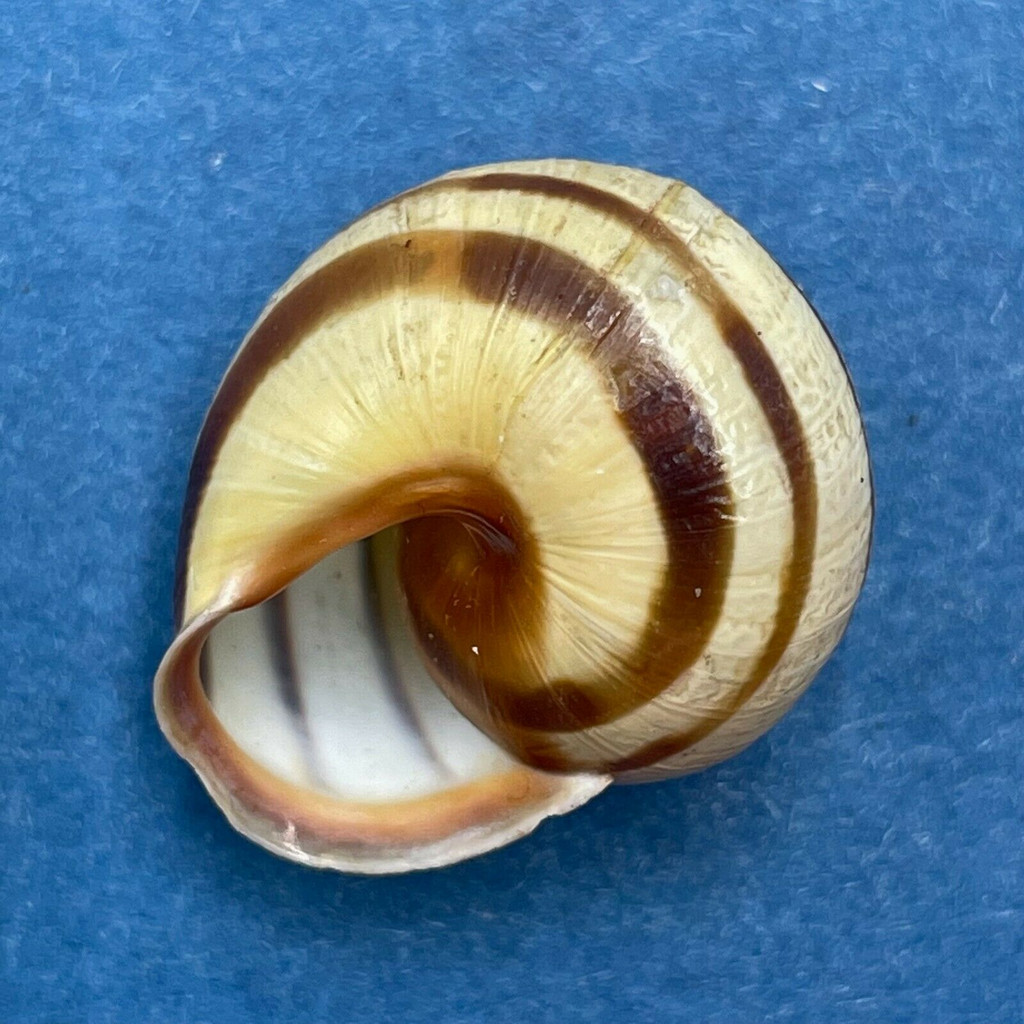 #9 Cepaea hortensis 21.3mm Worms, Germany Helicidae