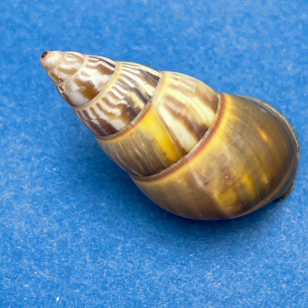 Amphidromus everetti 38.1mm On Trees, Brooks Point, Palawan Is. Philippines