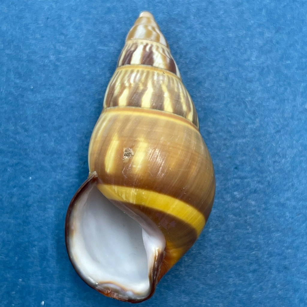 Amphidromus everetti 38.1mm On Trees, Brooks Point, Palawan Is. Philippines