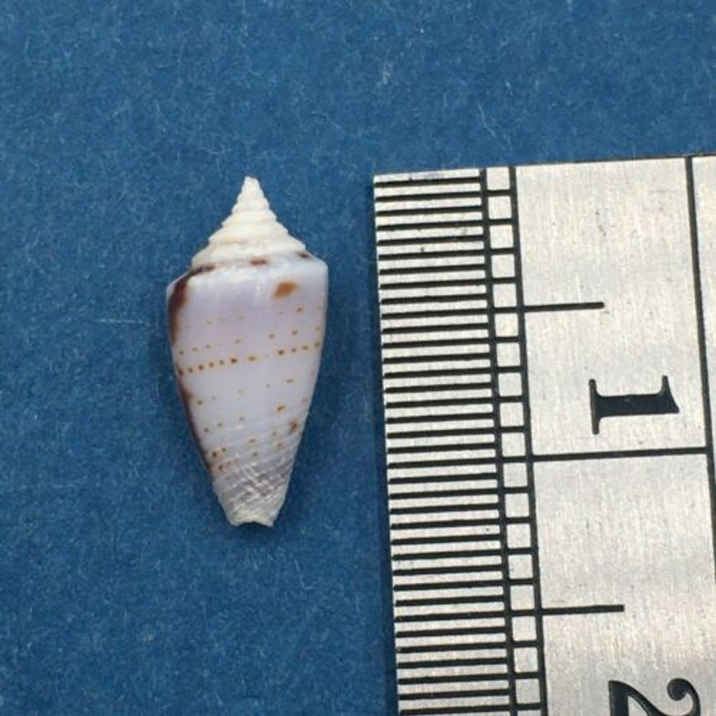 #5 Conus Ximeniconus wendrosi 11.4mm Barcadera, Aruba On Exposed Sand Bar