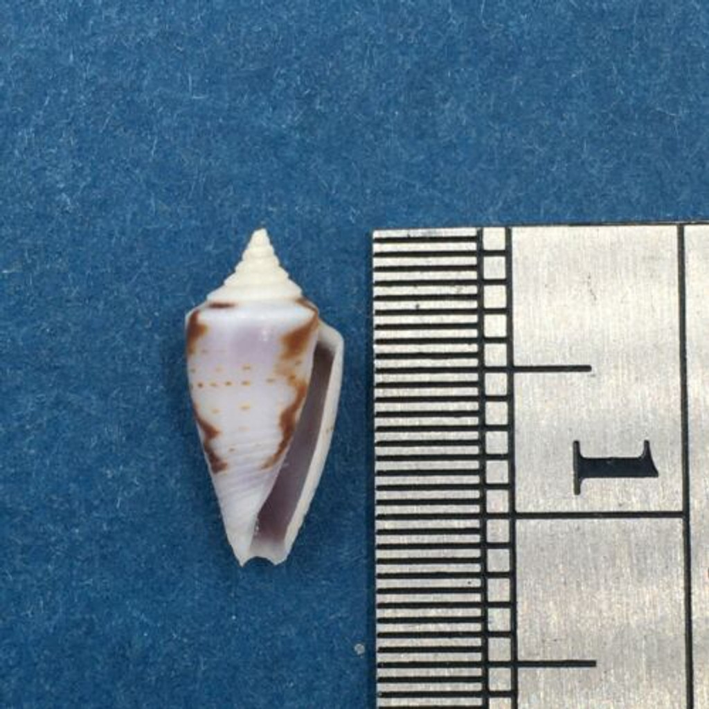 #5 Conus Ximeniconus wendrosi 11.4mm Barcadera, Aruba On Exposed Sand Bar