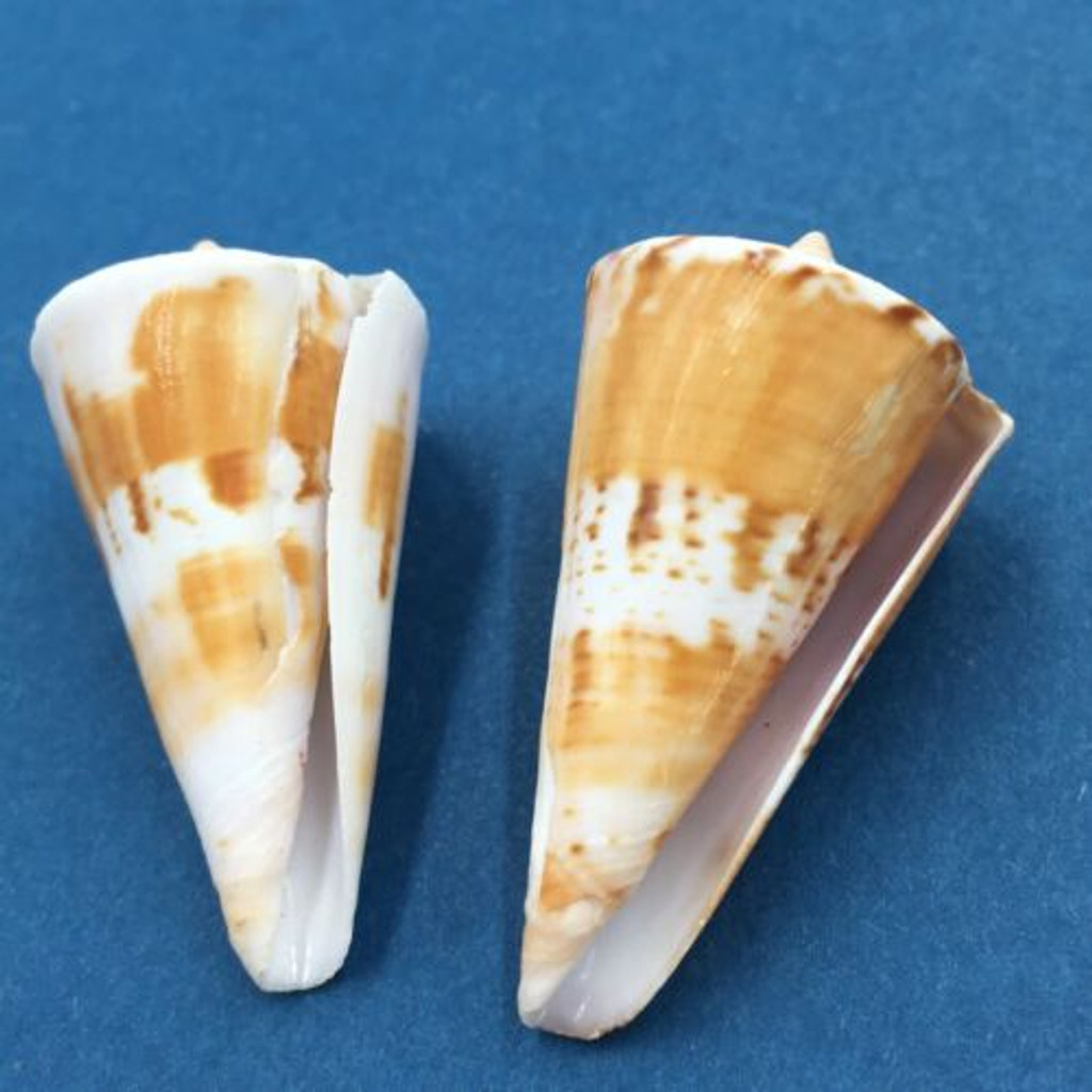 #5 Conus voluminalis macarae Set x2 43-44mm Dived On Reef 5-10m Cuyo Philippines