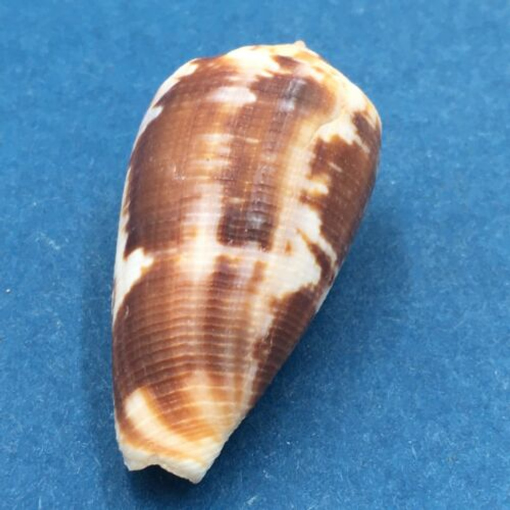 Conus anemone novaehollandiae 35.7mm Australia