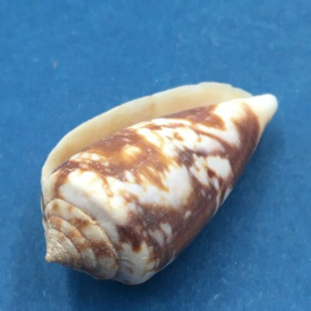 Conus anemone novaehollandiae 35.7mm Australia