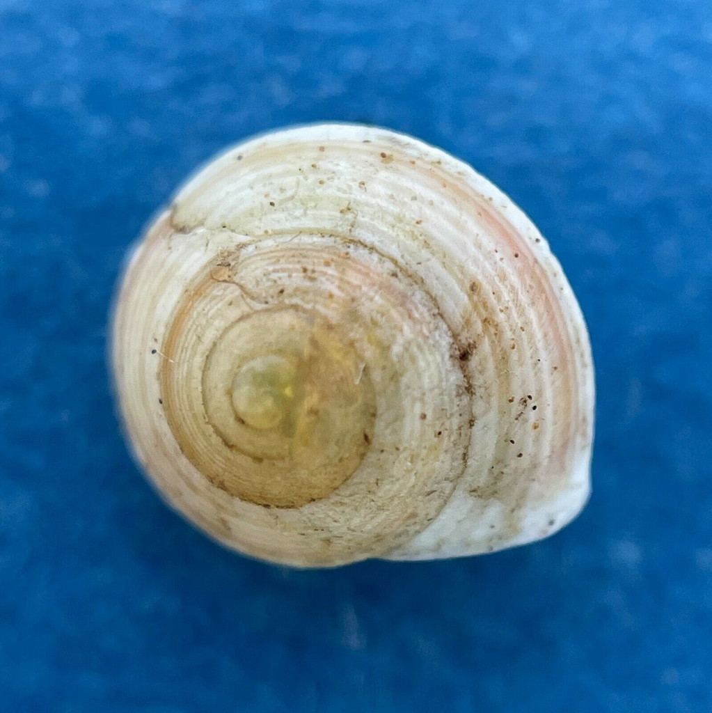 #1 Paleohelicina stanleyi 8mm Maclaren Harbour, Papua New Guinea, On Plants