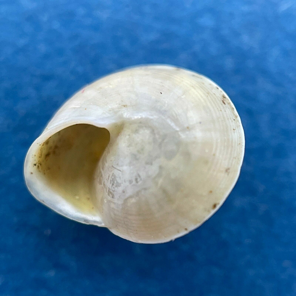 #2 Paleohelicina stanleyi 8mm Maclaren Harbour, Papua New Guinea, On Plants