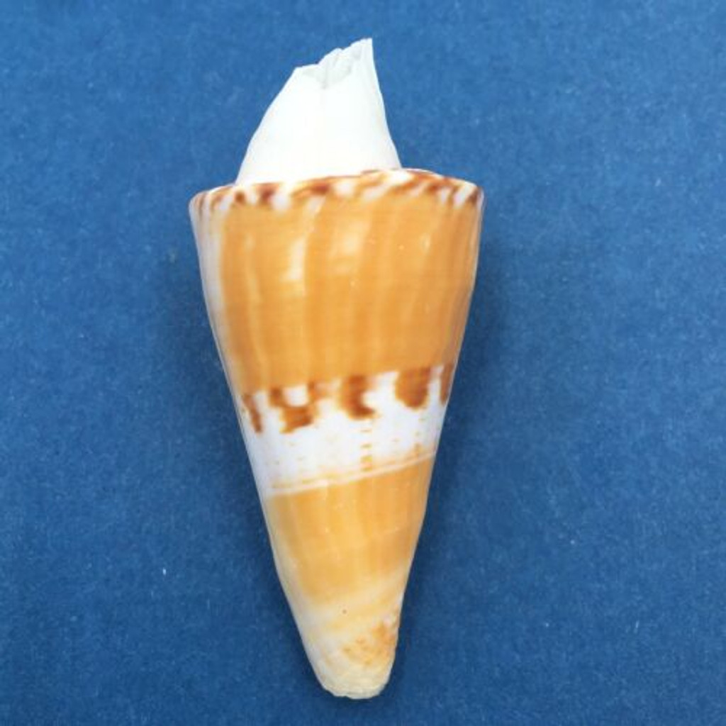 #3 Conus voluminalis 49.5mm W/O Attachment Masbate, Philippines Netted 12-15m