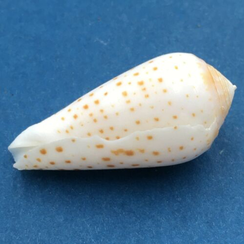 Conus floccatus 32.2mm Kwajelein, Chipped, Rare