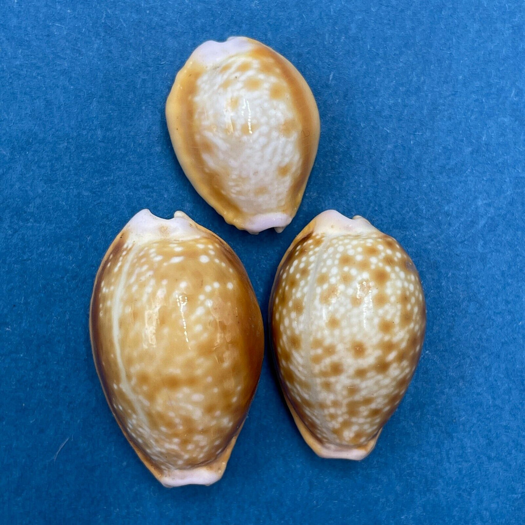 #6 Cypraea (Naria) helvola 17-25mm F+-Gem Mozambique