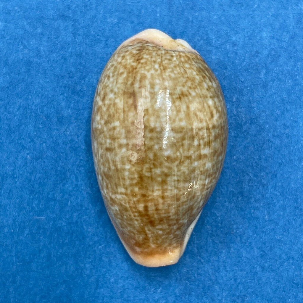 #3 Cypraea (Erronea) ovum chrysostoma 23.1mm F+ Calapan, Philippines, 1955