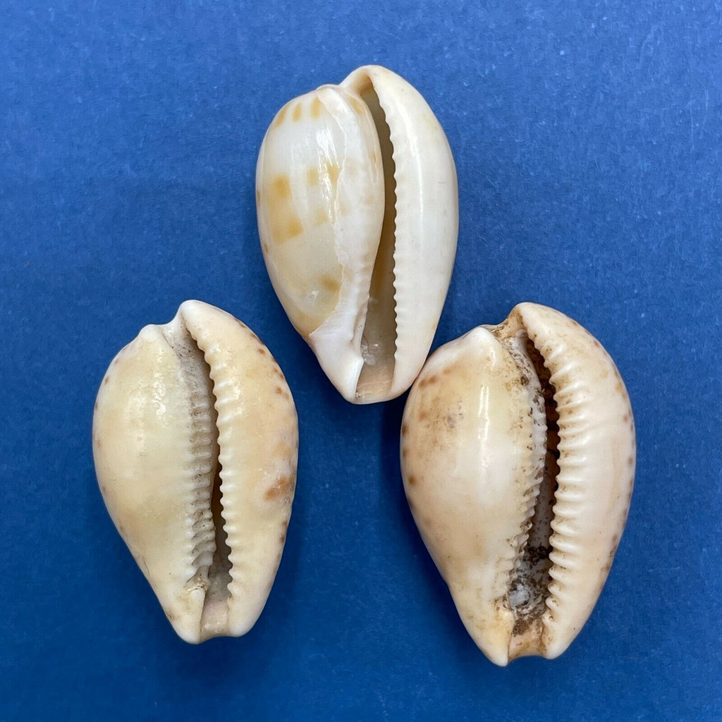 Cypraea (Notocypraea) piperita 20-22m Dead Collected S. Australia