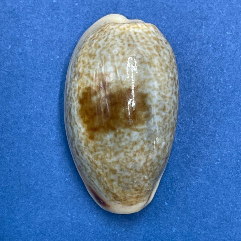 #10 Cypraea (erronea) errones 22mm F++ Badoc, Luzon, Philippines, 1964