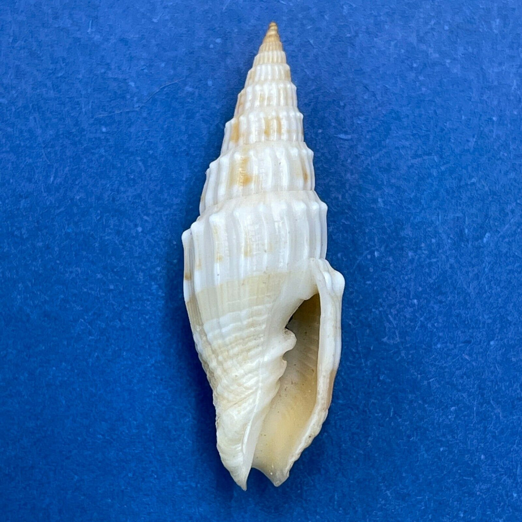 #6 Vexillum coronatum 23mm Gem Shallow Water Sand, Asan, Gua,