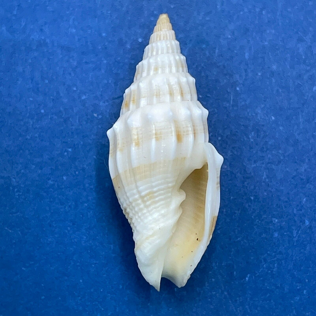 #9 Vexillum coronatum 20.8 F++ Shallow Water Sand, Asan, Guam