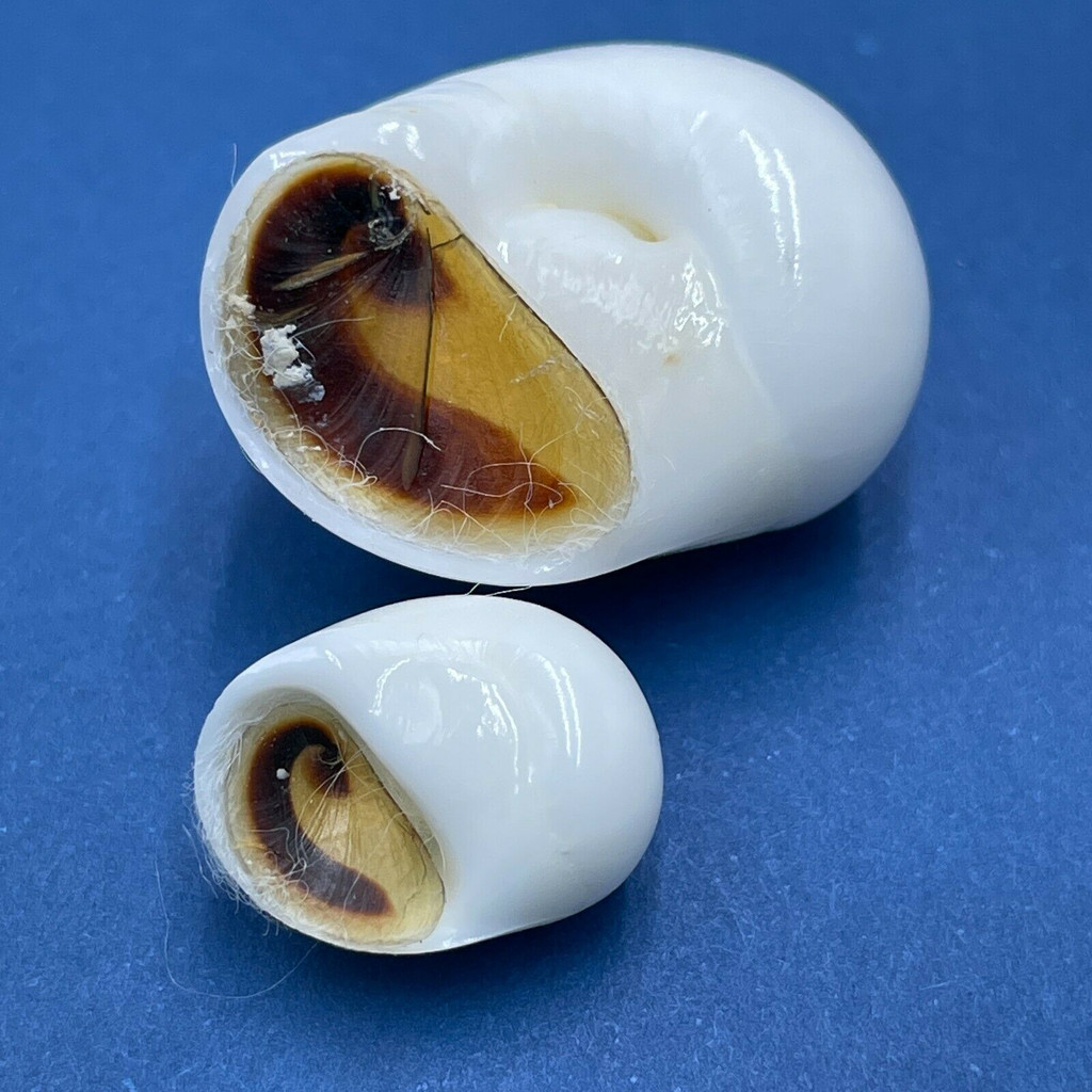 Polinices tumidus 14-23mm F+-F++ W/O Snorkel, Shallow, Palawan, Philippines