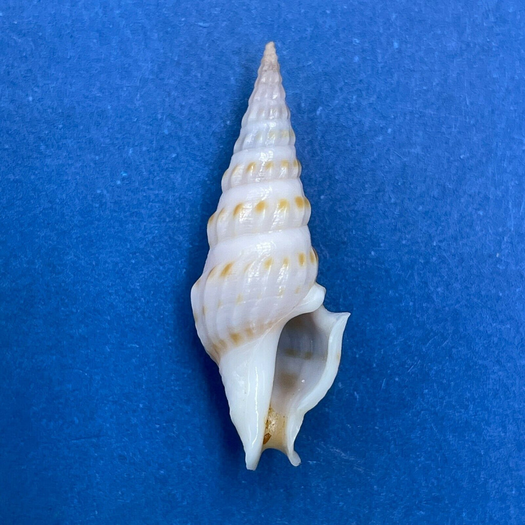 #1 Imaclava pilsbryi 24.8mm F++ Gobernadora Island, Panama Turridae