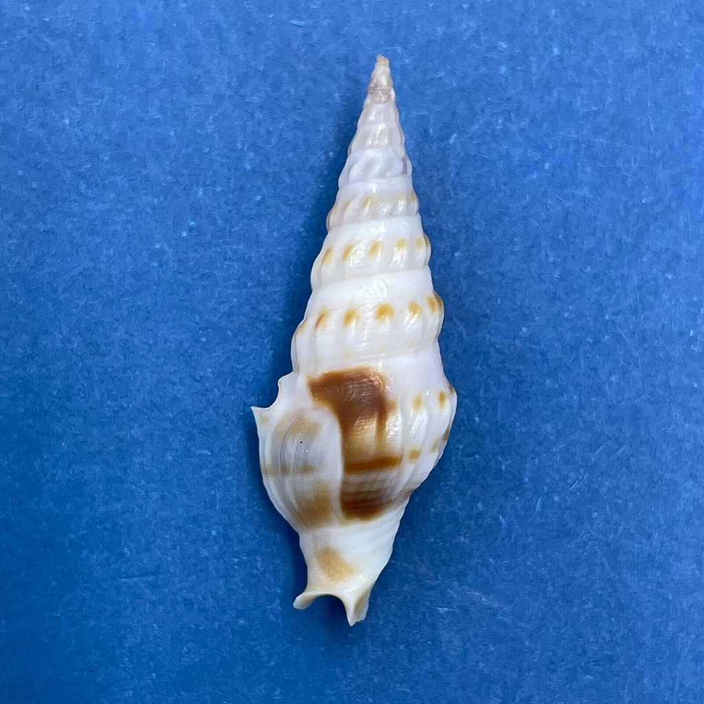 #1 Imaclava pilsbryi 24.8mm F++ Gobernadora Island, Panama Turridae