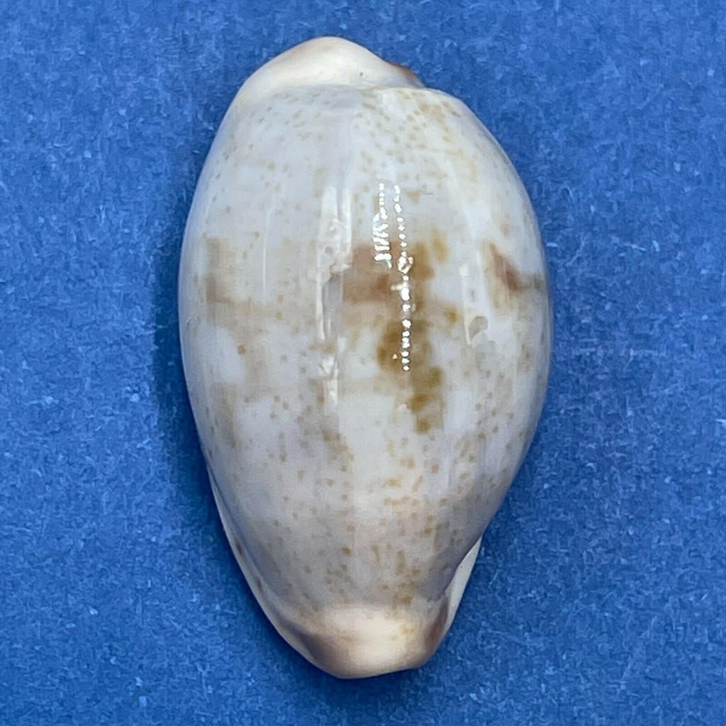 #8 Cypraea (Purpuradusta) gracilis macula 18.4mm F++ Bowden Is. Qld. Australia