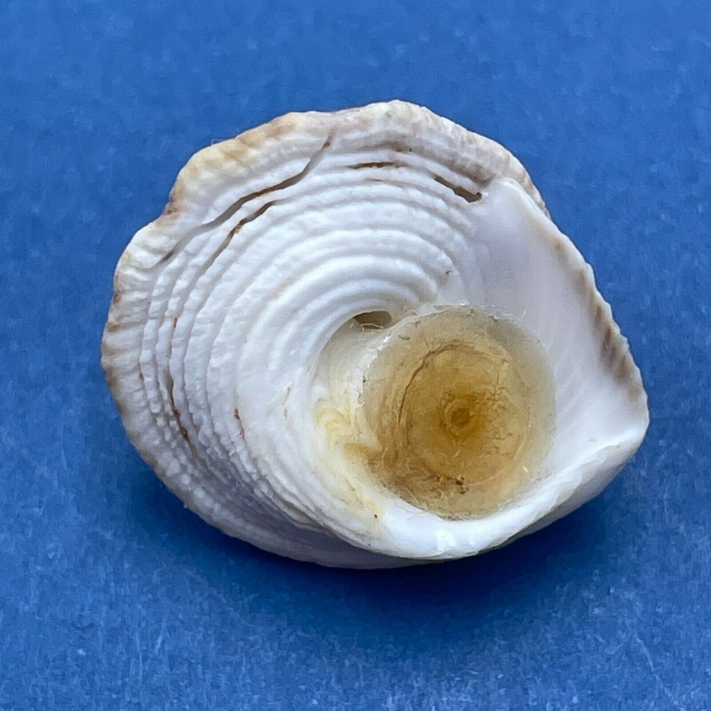 #2 Modulus catenulatus 18mm F+ W/O On Rocks, Bahia San Carlos, Guaymas, Mexico