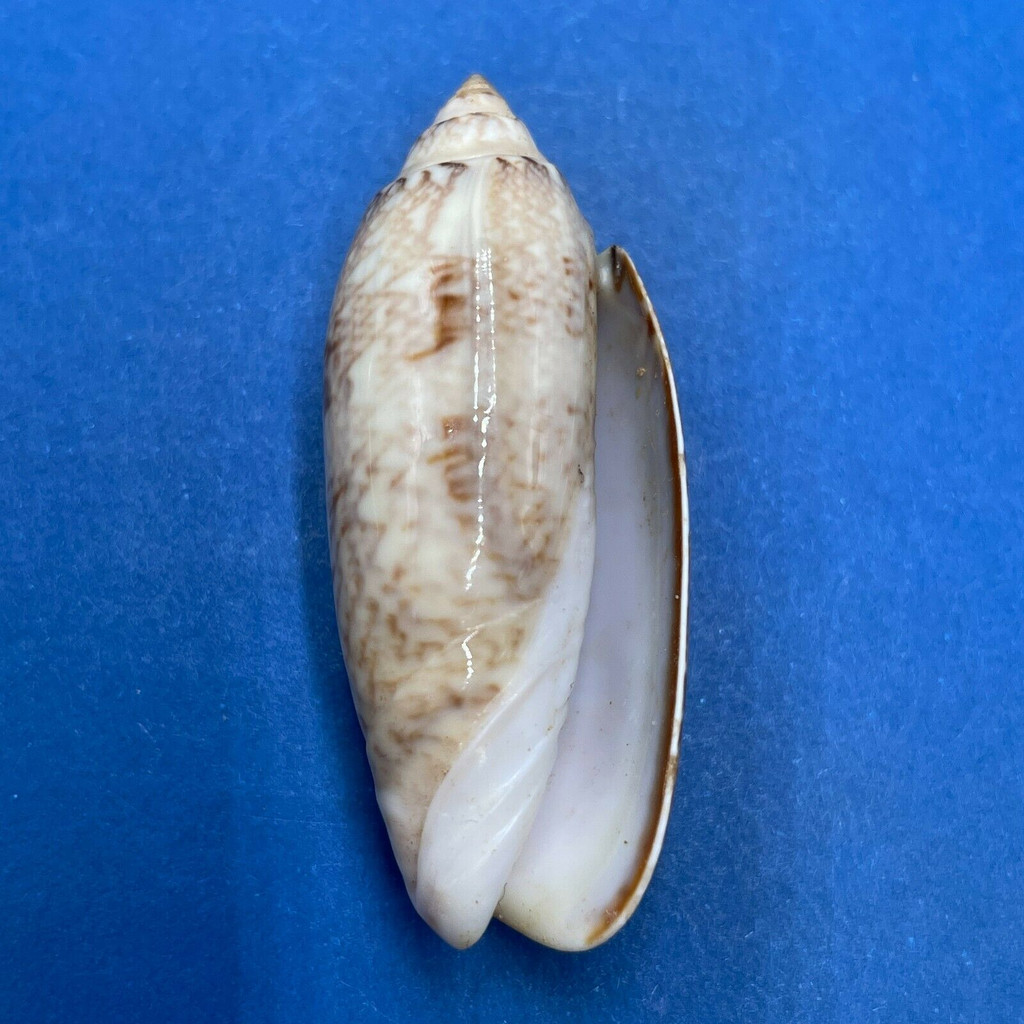 #9 Oliva sayana 42.9mm F+ Bush Key, Dry Tortugas, Florida 1939