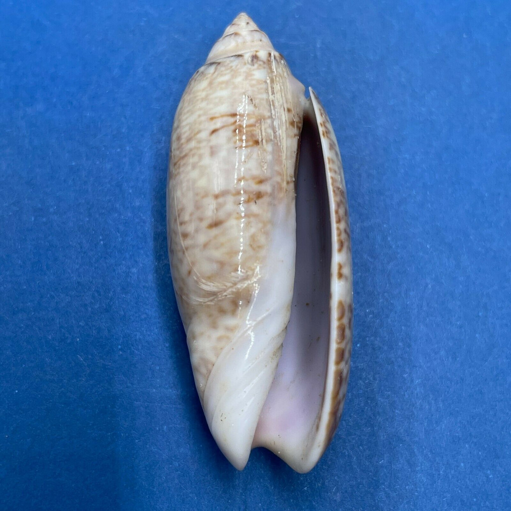 #8 Oliva sayana 44.8mm F++ Bush Key, Dry Tortugas, Florida 1939