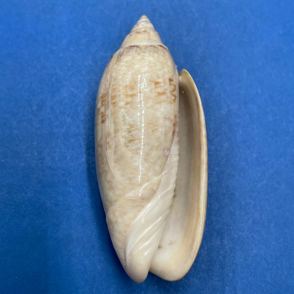 #3 Oliva sayana 46.2mm F+ Maximo Point, St. Petersburg, Florida 1960