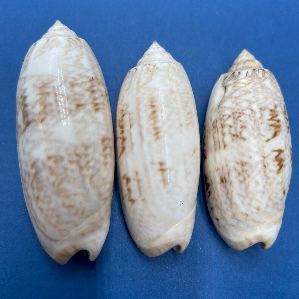 #6 Oliva sayana 51-58mm F Estero Beach, Florida 1922