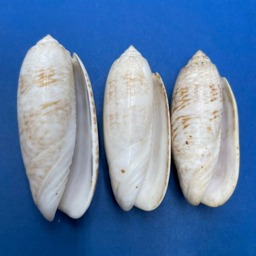 #6 Oliva sayana 51-58mm F Estero Beach, Florida 1922